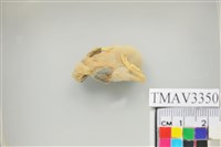 藏品(家燕)的圖片